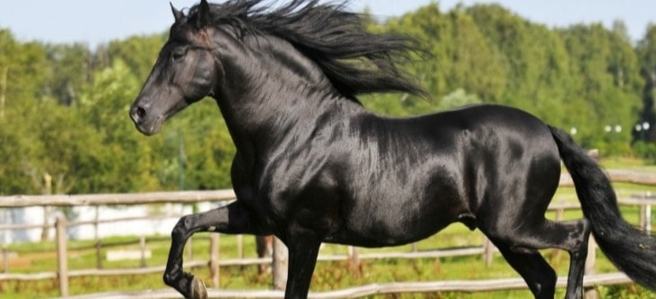 Feria del Caballo 2018 à Jerez (Cadix)